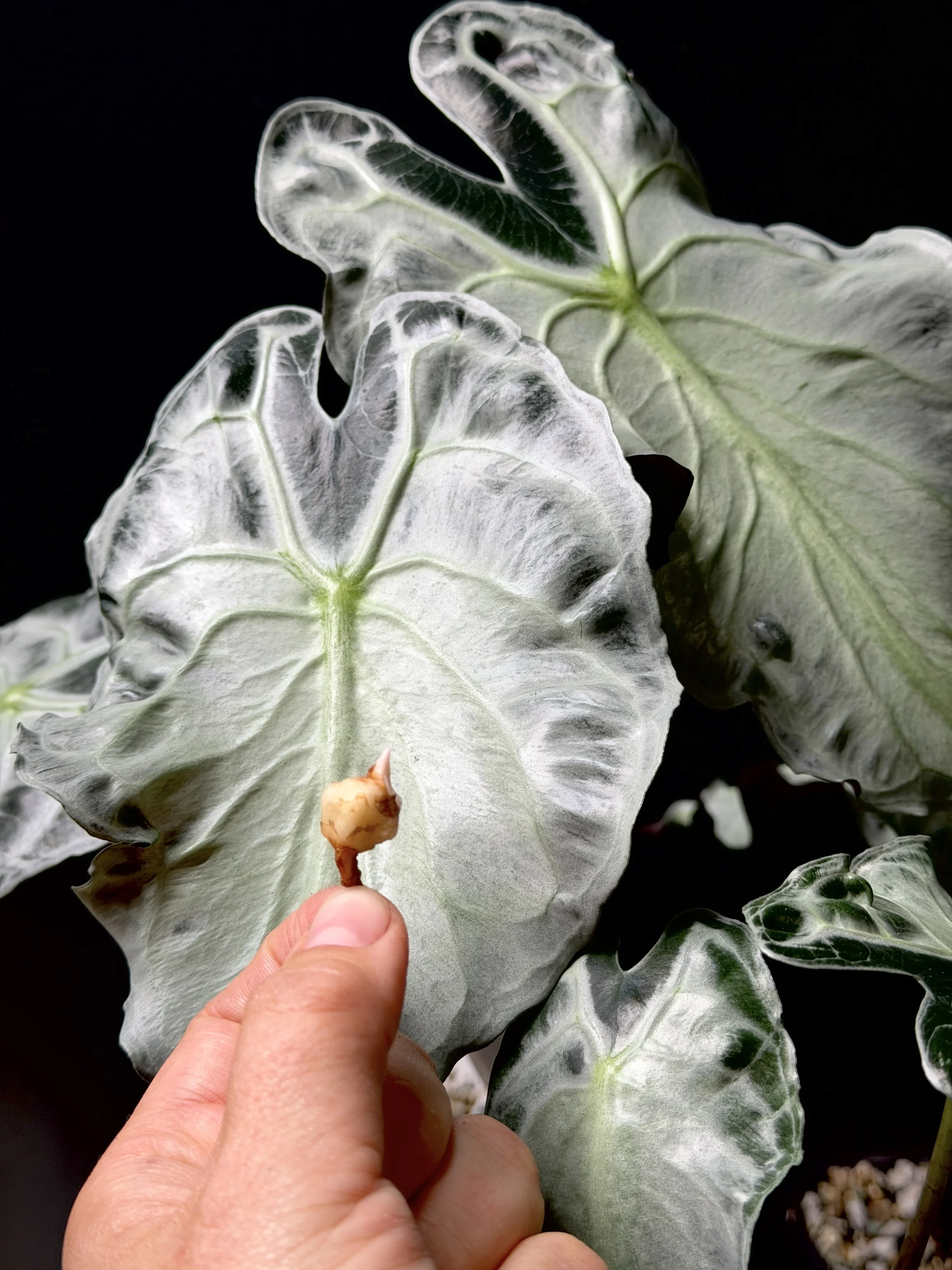 Alocasia Venom corm — All The Plant Babies